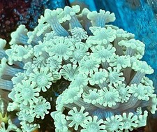 Alveopora 1-2” Live Coral