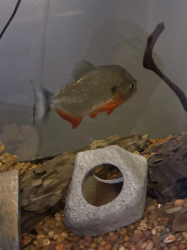 LIVE RED BELLY CARIBE PIRANHA 4-5 inches - Image 4 of 4