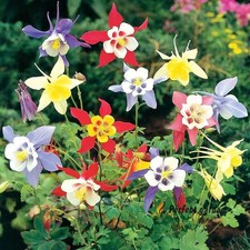 100 Seeds Mixed Aquilegia Columbine Rare Perennial Unpretentious Beautiful Plant
