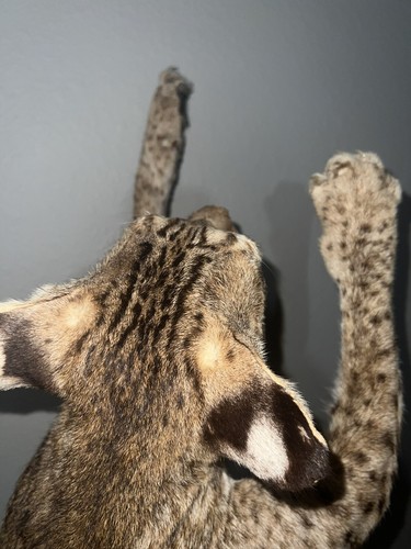Bobcat Taxidermy Mount on driftwood South Mississippi - Picture 4 of 13