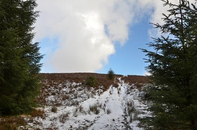 Foto 6x4 Ausgang aus dem Wald, Kirnie Law Innerleithen Der Weg nach oben von c2018