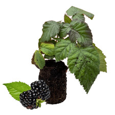 Chester Blackberry – 3 Bare Root Plug Thornless 1 Year Old – Hand Picked Nursery