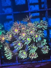 CE- WYSIWYG Daydream Rainbow Goni Frag - Live Coral Frag LPS SPS #RZA6