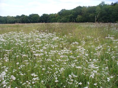 Photo 12x8 Wild Flower Meadow Hartley Mauditt Profusion of summer blooms a c2010