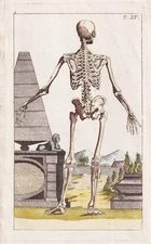 Human Skeleton Medicine Engraving Wilhelm 1800