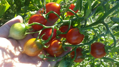10 graines de tomate très ancienne PIENNOLO del VESUVIO tomato seeds m.bio - Foto 2 di 12