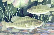 Ceramic Backsplash Tile Mural Fishing Kitchen/Bathroom/Shower - Smallmouth Bass