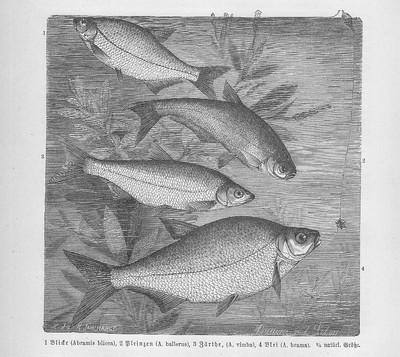 Brachse Abramis brama Blei Zärthe Holzstich von 1892 Weissfische Fische