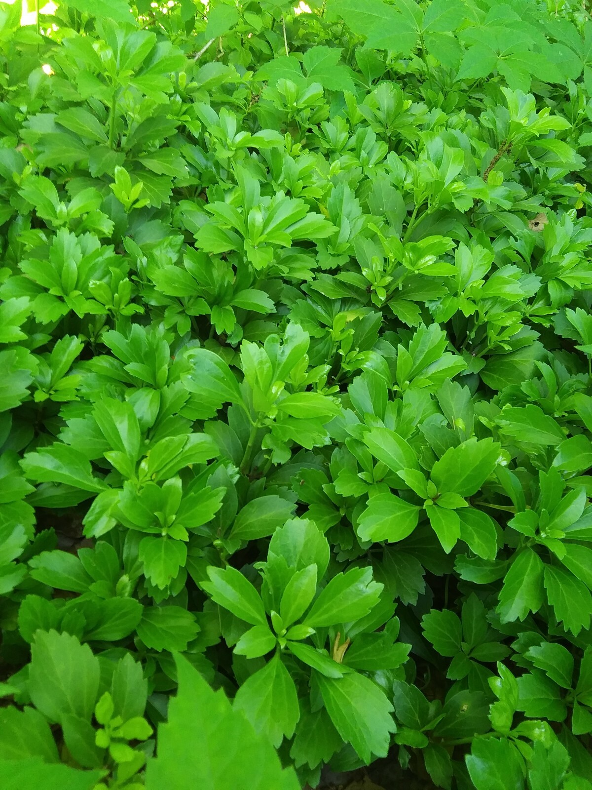 50+ mature well rooted Pachysandra terminalis ground cover plants eBay