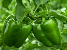 Green Bell Pepper Seed, organic, 25+ seeds, FREE SHIP