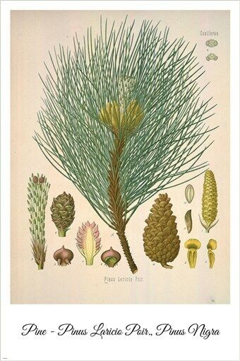 Pine Vintage Botanical Floral Illustration Art Poster 20x30