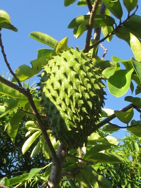 Image result for soursop