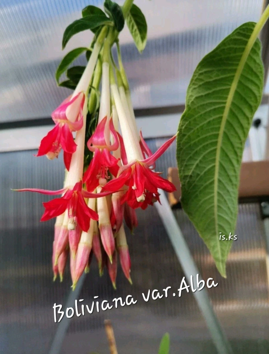 kirschlorbeer gro kaufen Kirschlorbeer 'Novita' kaufen | Prunus laurocerasus 'Novita'
