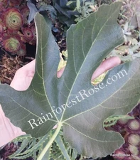 Fig leaves FRESH cut / DRY tree Organic Grown from USA leaf food wrap tea dimsum