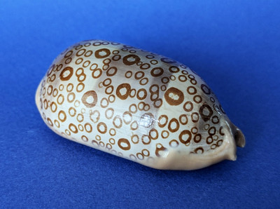 Cypraea Argus Contracasta 69,9 mm f+++ / Edelstein Madagaskar '' Schönes Exemplar ''