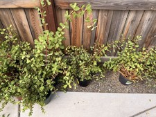 crassula ovata/portulacaria afta succulents Plants Bonsai Big Drought Tolerant