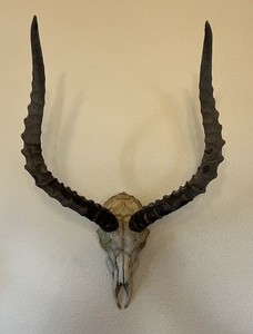 Large Impala Deer Skull & Antlers Horns