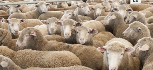 HANDGEFÄRBTER TEPPICH HAKEN WOLLE mahlengefärbt ~ „ANT. (GEALTERT) NEUTRAL BKGRD"" (4-teilig. Combo) - Bild 11 von 14