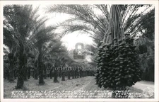 RPPC Death Valley,CA Date Gardens of Furnace Creek Ranch,lowest place the Wester