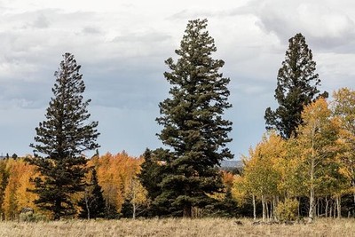 Conejos County Colorado San Juan Mountains 2015 Aspens Evergreens Landscape