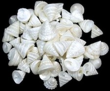 Pearl Among Pong Shells measuring 3/8 to 1" Sold in sets of  10