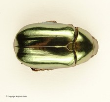 Chrysina for collectors | Gold Beetles, Jewel Scarabs