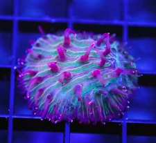 DIYreefer Live Coral WYSIWYG Diaseris Plate Coral Frag