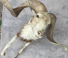 Half Body Ram Mount with floor and wall mount Life Size Taxidermy Cabin Decor