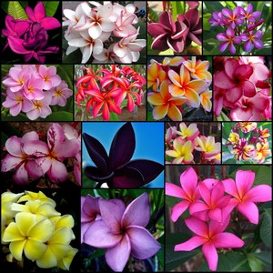 Frangipani Plumeria Mixed Colours 15 Seeds Ebay