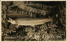 Fish Rainbow Trout Original Vintage Real Photo Postcard RPPC