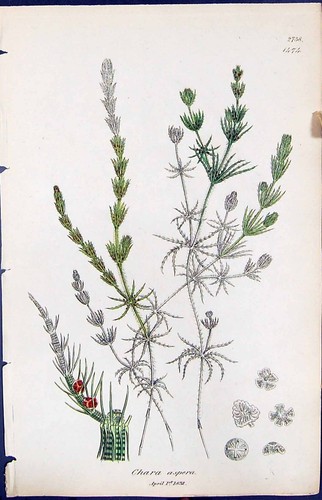 Antique Print Chara Aspera British Plants Botany 1847 Sowerby Smith Colour 19th