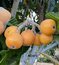 Alberti Loquat Scions/Cuttings for grafting 3 ea - Sweet Loquat Variety