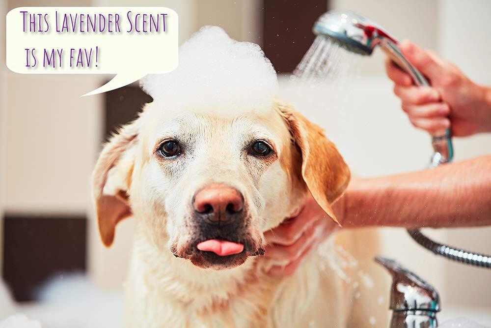 5 in 1 Dog Shampoo Conditioner Lavender Scent Oatmeal Argan Oil Soothes Fur