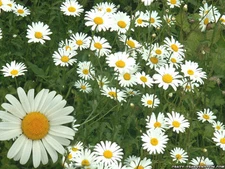 1200 SEEDS  - chamomile GERMAN herb white GroCo* USA - BUY 15-SHIPS FREE