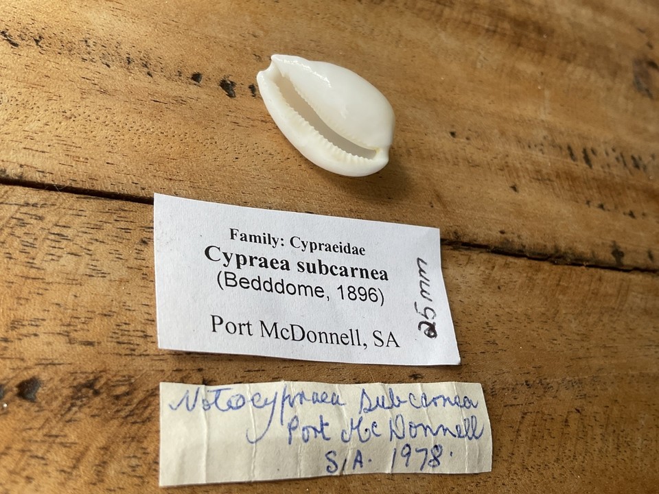 Cypraea Subcarnea - South Australian Cowrie Shell - Collector Specimen ...