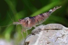 Malawa Shrimp 20 2 Live Arrival Guarenteed, Home Bred And Easy To Care For