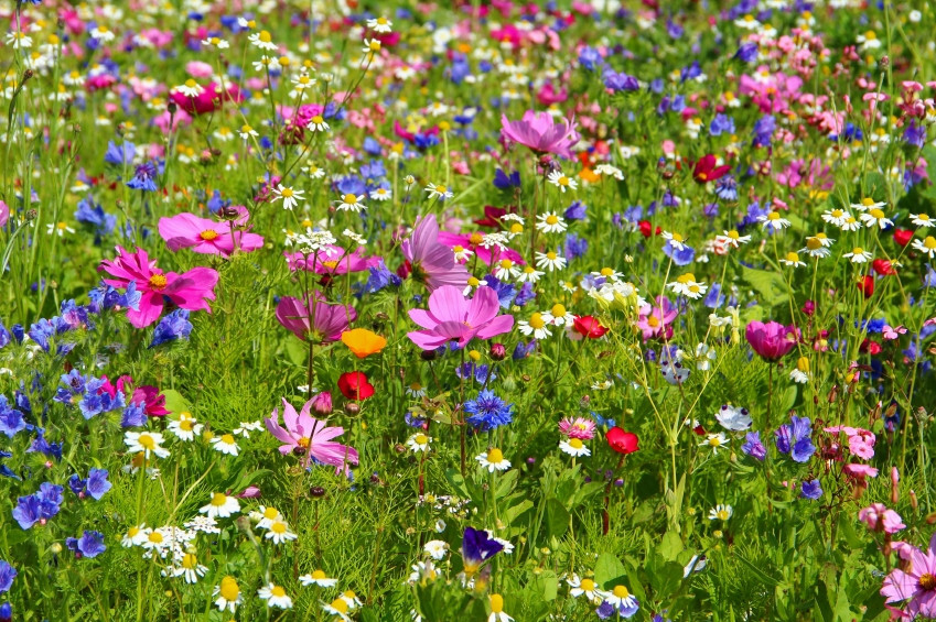 WILDBLUMEN MIX Blumensamen Mischung Bienen Schmetterlinge Blumenwiese 10m²