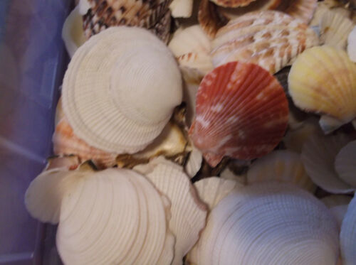 220 PIECE Lot OF Seashells Clam BEAR CLAW FLUTEDSHELLS CRAFTS DRY & Cleaned 1-3" - Picture 5 of 5