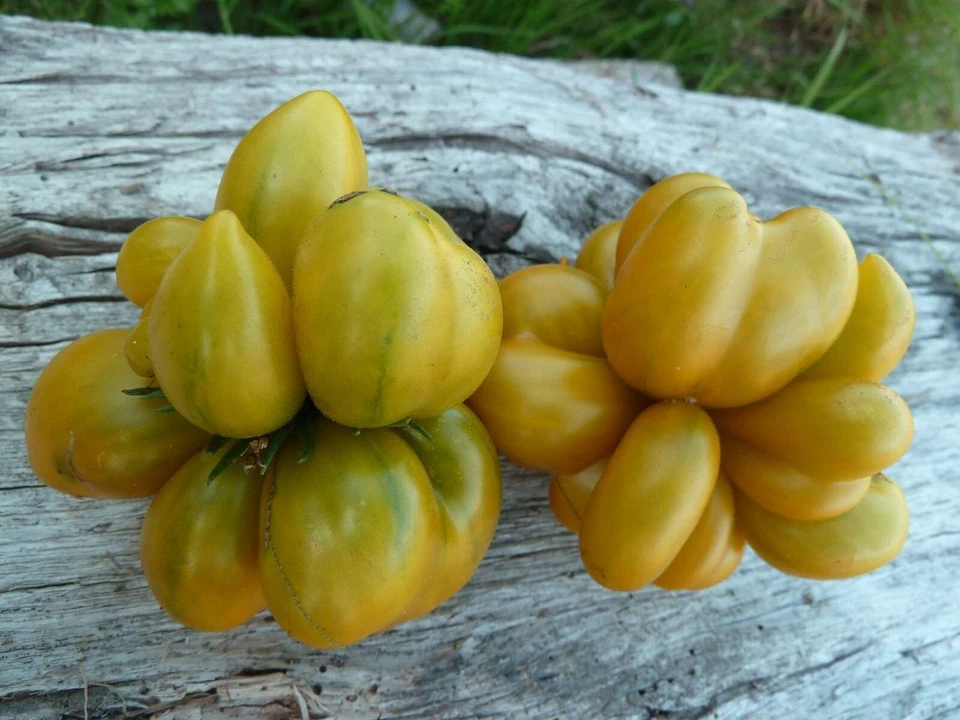 REISETOMATE PAKET - VOYAGE TOMATO - aus 3 Sorten 15+ Samen - Seeds V 148 - Bild 2 von 4