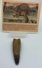 Spinosaurus Teeth Dinosaur F0SSIL Before T Rex Cretaceous J971