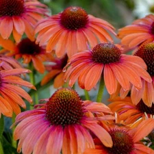 50 Orange Coneflower Seeds Echinacea Flower Perennial Flowers Seed 39 US SELLER