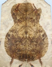 5A Electric Bass Top Barky Golden Camphor Wood Burl Bookmatch Set Luthier Supply