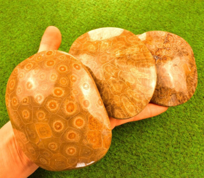 Fossiler Korallenkopf poliert Actinocyathus Devonian Hexagonaria UK KAUFEN  [Gewicht]