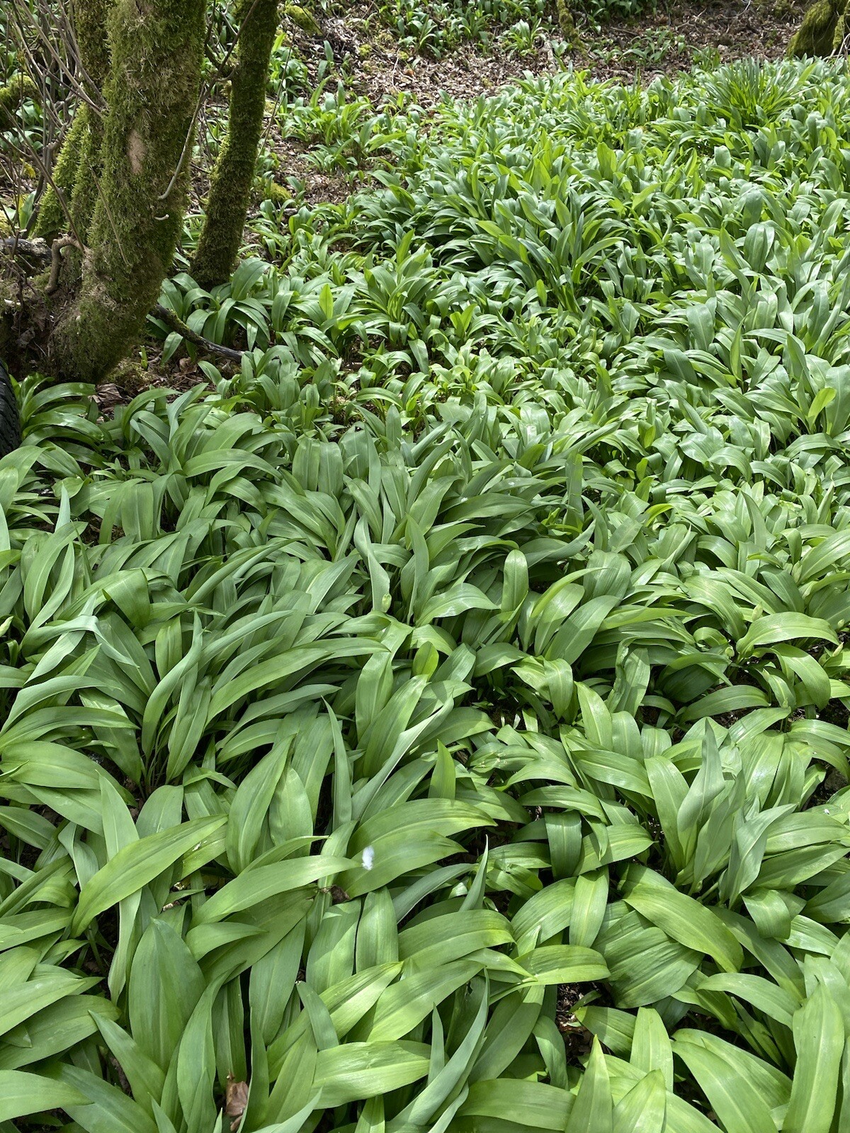 65+ WILD GARLIC BulbsPlant Now for SPRING 2024 💯 EDIBLE! Freshly