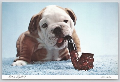 Postcard Bulldog Puppy Smoking a Pipe, Got a Light?, Chrome Unposted 6 x 4 