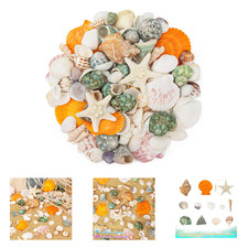 Natural Seashells and Starfish Set for Crafts and Decor, 0.8 to 2.5 Inches