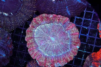 Pixie Dust Acanthophyllia Colony WYSIWYG - SAQ Coral Farm