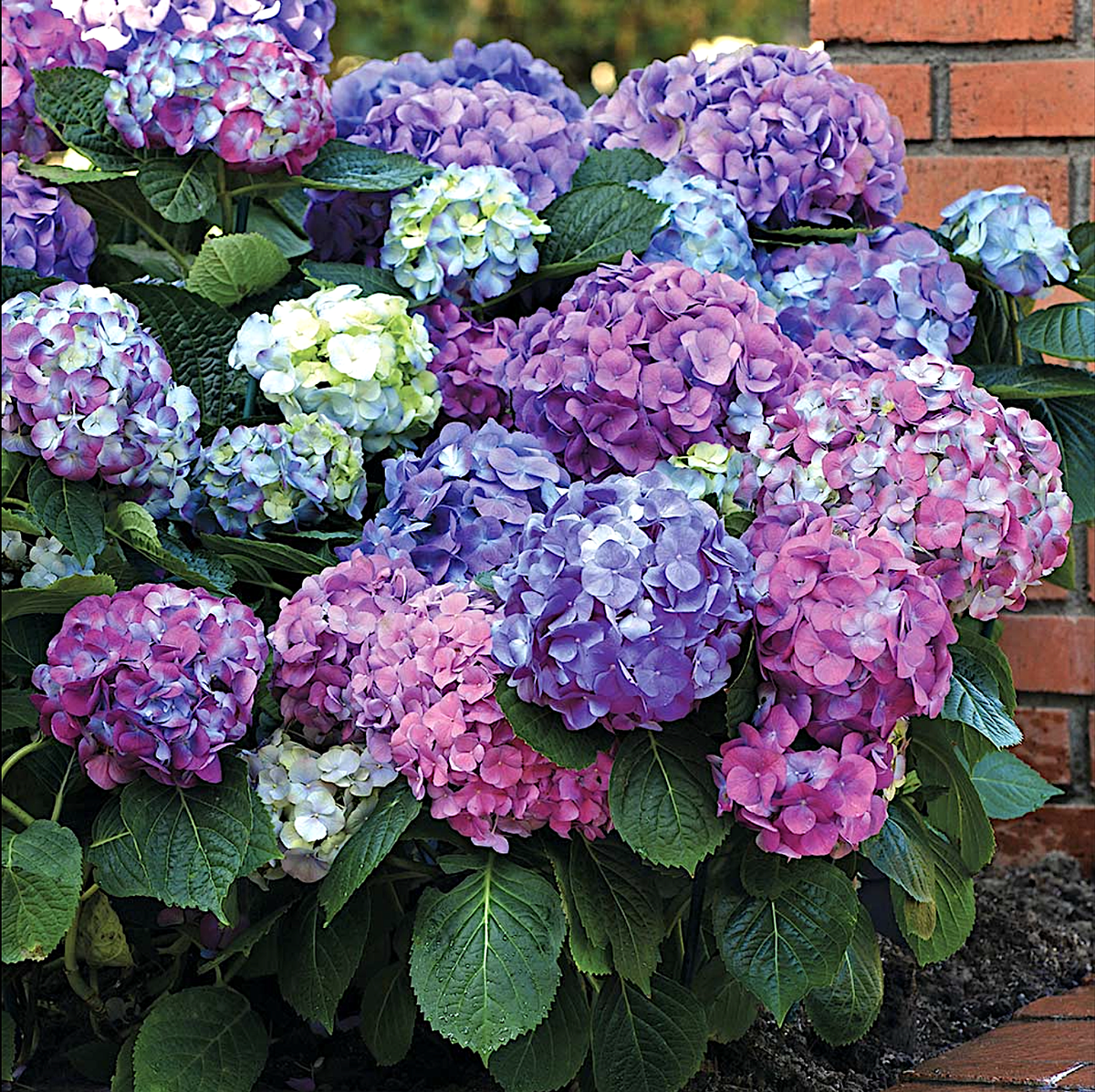 3 Gallon Bloomables L.A. Dreamin Hydrangea - Hydrangea 'Lindsey
