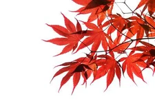 10 RED JAPANESE MAPLE Tree Ornamental Acer Palmatum Seeds