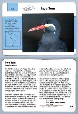 Inca Tern #110.5 Birds - Grolier Wildlife Adventure Card